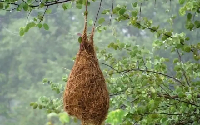 Private Organic House