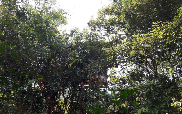 Dambulla Tree House