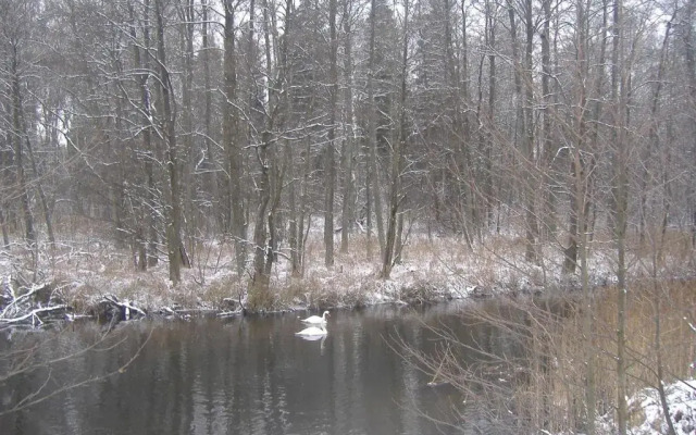 Stręgielek