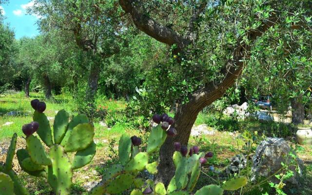 Scenic Holiday Home in Tricase Amidst Olive Trees