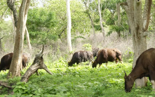 Wild Tusker Masinagudi by LexStays