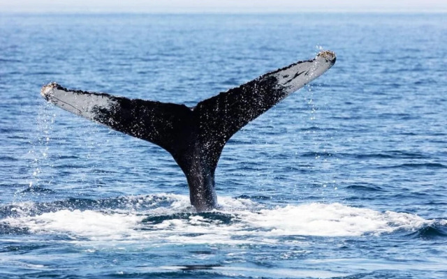 2 BD Family Suite at Cabo San Lucas