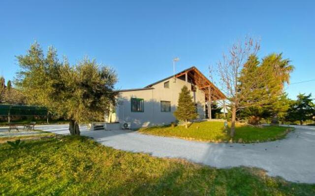 Olive Grove