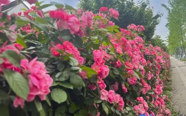 Chang chun Garden Hotel (Chengdu Shuangliu International, Dongsheng Town)