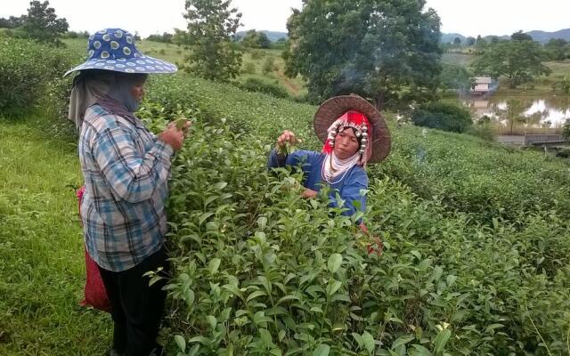 Suancha Tea Garden