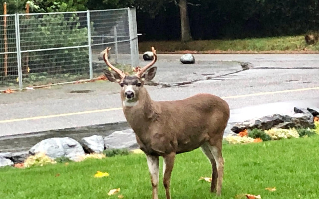 Seagull Studio Vacation Guest Suite