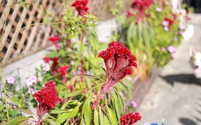Jiashan Yunsu Boutique Homestay