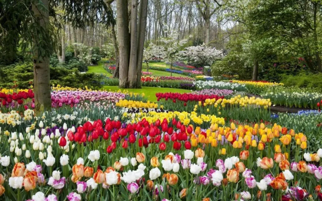 Studio tussen de bossen en de bollenvelden