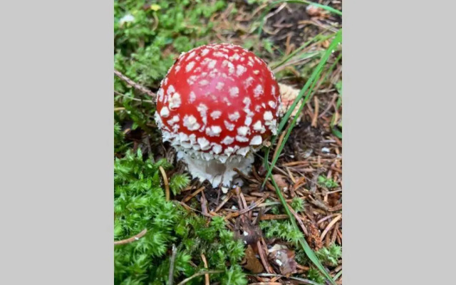 Studio für 2 Personen (neu renoviert) neben Therme