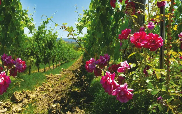 Roccafiore Residenza