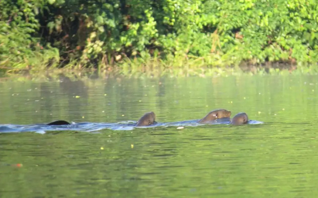 Yacumama Tambopata Expeditions