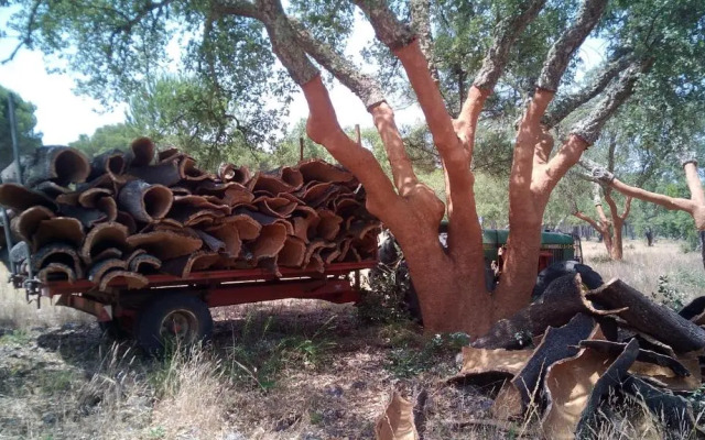 Monte do Brejinho de Água