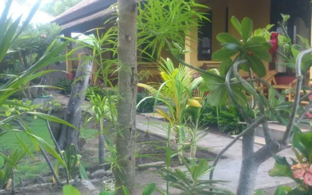 Gili Gecko