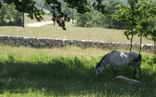 Oasi Agrituristica Le Chiancate