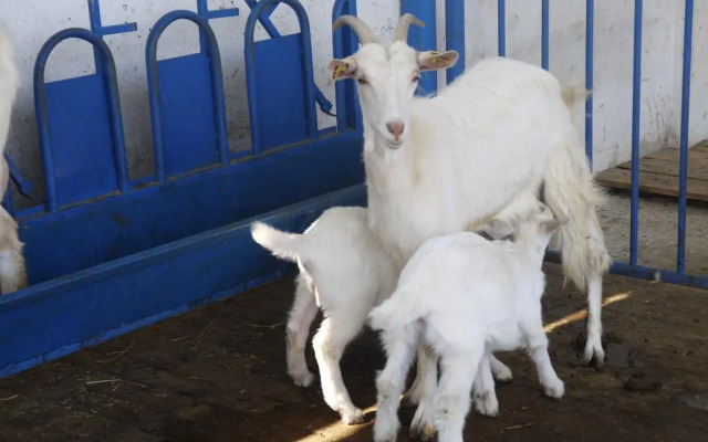 Naturalife Farm Hotel