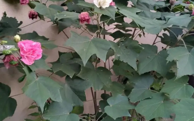 Recanto Flor de Aurora Bertioga