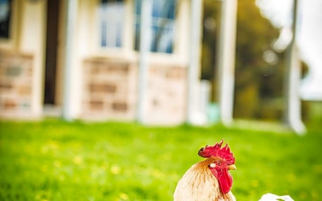 Barossa Vineyard Cottages