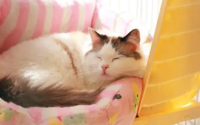 Dali Shuanglang Island Yigang Hotel (Matou Branch)