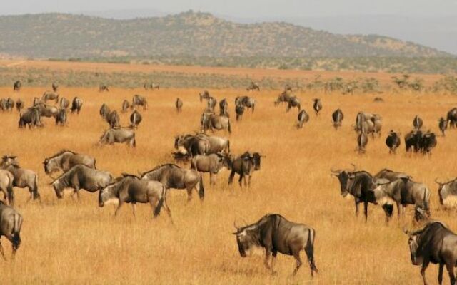 Naboisho Camp