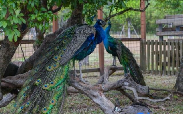 North Latitude Forest Camp
