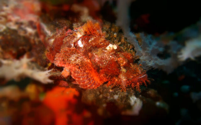 BADLADZ Beach and Dive Resort