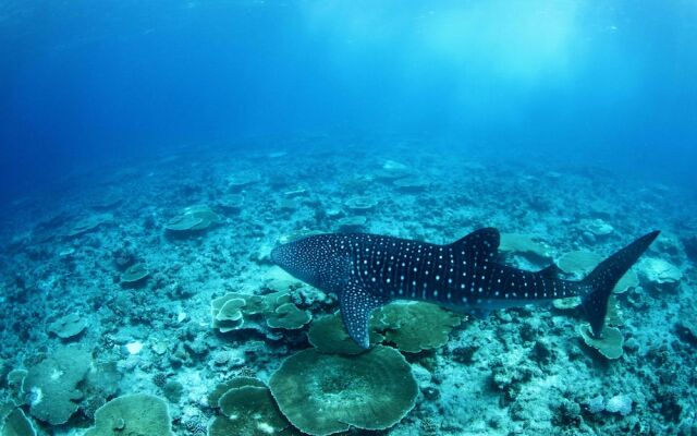 Whale Shark Inn Maldives