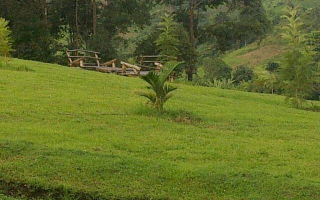 The Crested Crane Bwindi