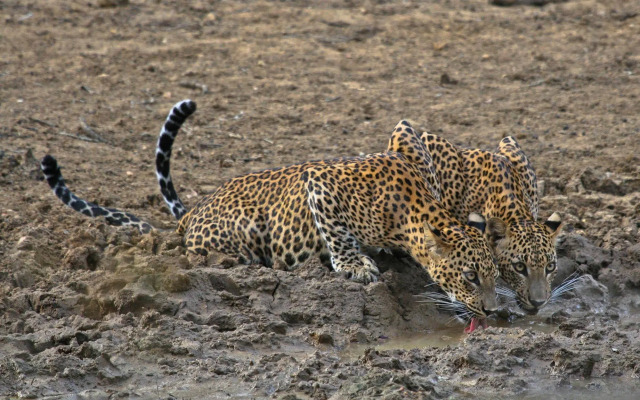 Mahoora Tented Safari Camp All-Inclusive - Wilpattu