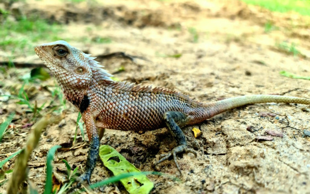 Humbhaha Jungle Nature Eco Resort