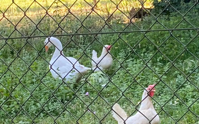 O Casal das Árbores