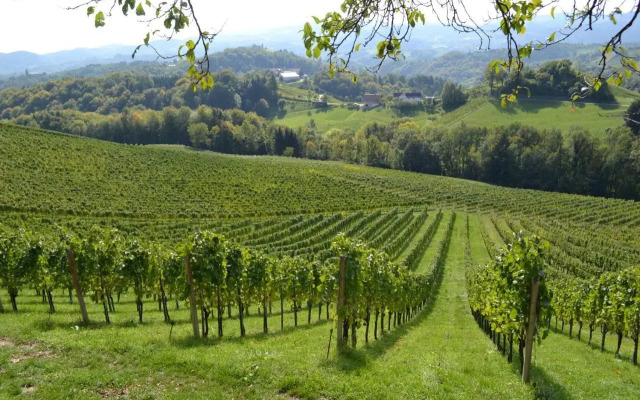 Weingut Fellner