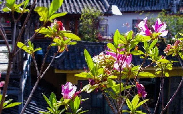 Yixing Thatched Cottage Inn (Lijiang Old Town Dashuiche Branch)