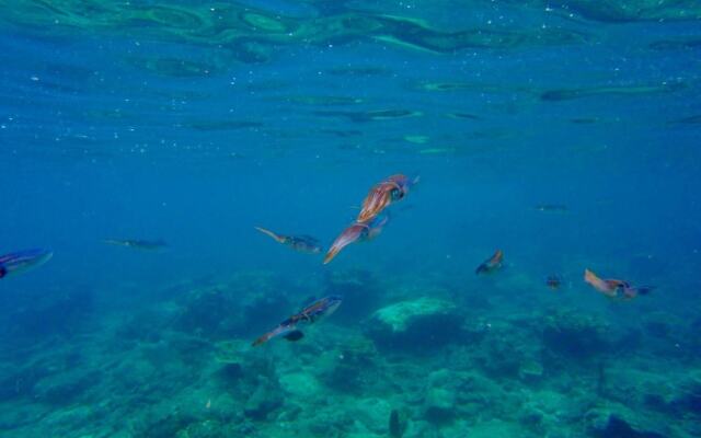 Angel Fish Cove