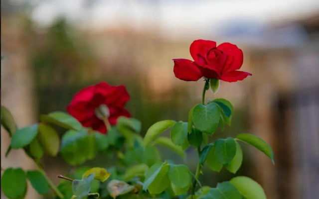 Sunshine villa Dzhigurovo