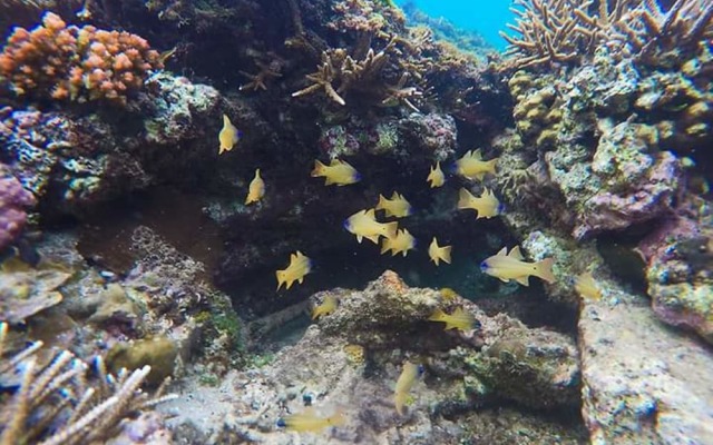 Dragon Tail Homestay Long Vi