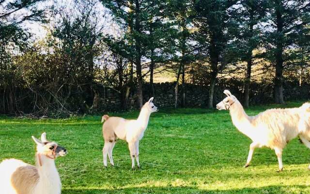 The Beautiful Lazy Llama Shepherd Hut Farm Stay