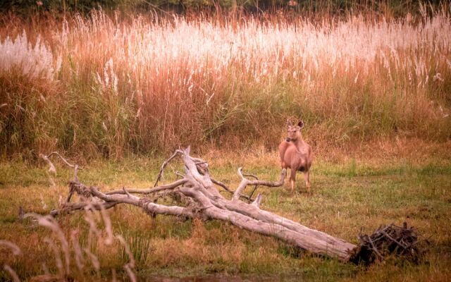 The Untamed Bandhavgarh by TUTC