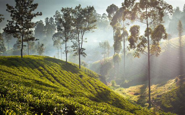 Ceylon Tea Trails