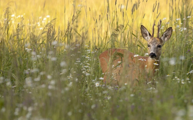Tasteful Chalet With Combi-microwave, Next to a Nature Reserve