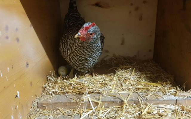 Appartement Mühlebnerhof