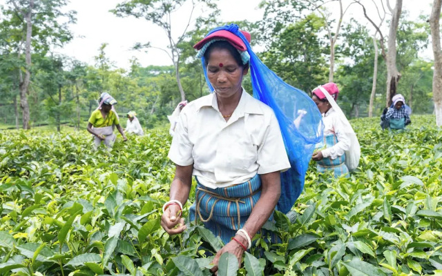 The Baradighi Bungalow - A Heritage Tea Resort