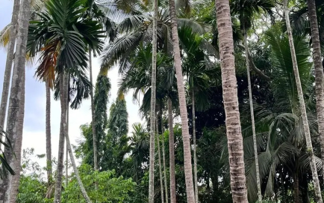 Dandeli River Nest