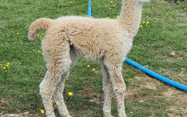 Double Decker Bus on an Alpaca Farm Sleeps 8