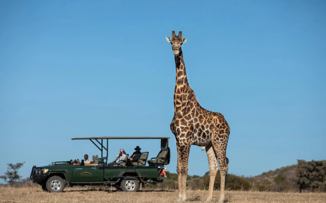 Safari Plains