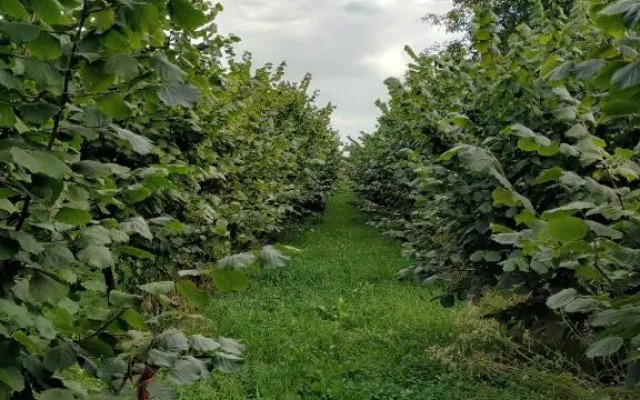 Apartament Pod Leszczyną