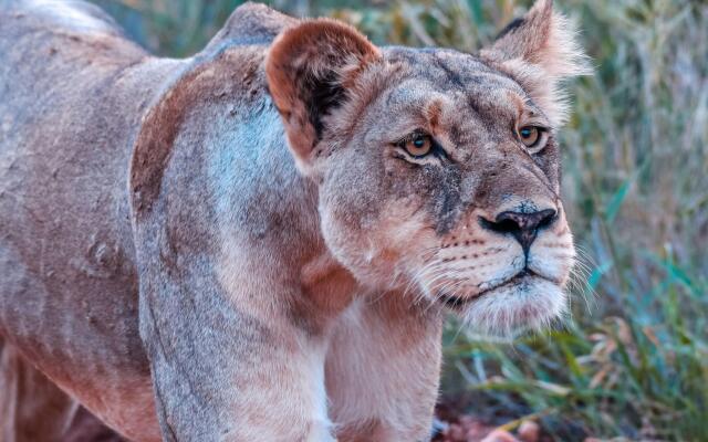 MILIMA Big 5 Safari Lodge