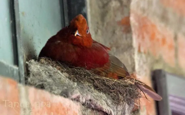 Tandayapa Bird Lodge