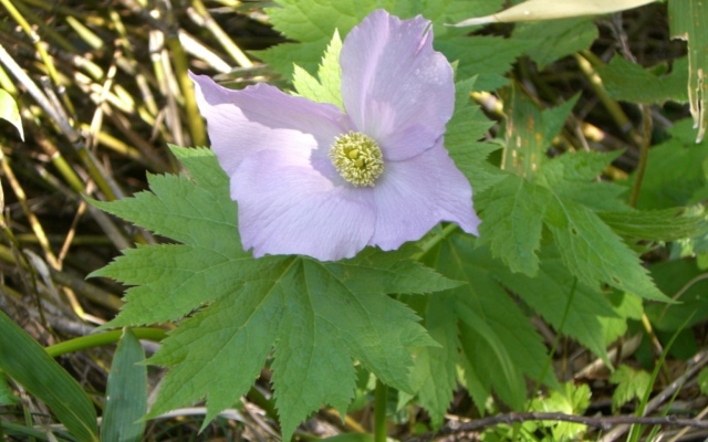 Togakusi Tabi No Yado Sirakabaso