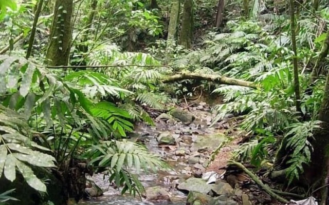Serenity Rainforest Retreat