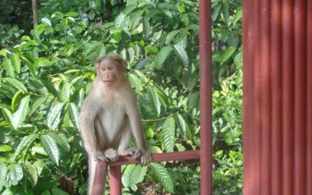 Jungleparadiso Homestay